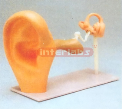 FUNCTIONAL EAR MODEL